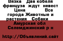  Вязка ! Два кобеля француза ,ждут  невест.. › Цена ­ 11 000 - Все города Животные и растения » Собаки   . Амурская обл.,Селемджинский р-н